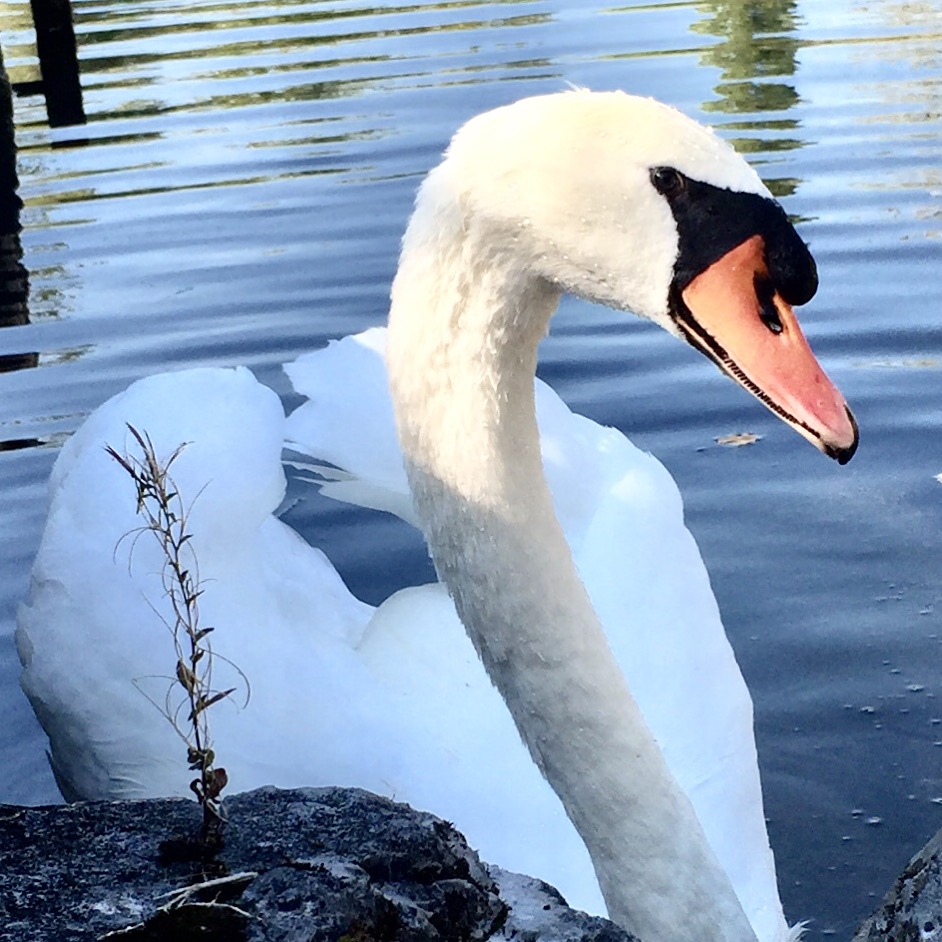 Hans, der Schwan