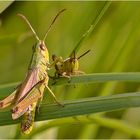 »Hans-Georg, mein lieber Junge...«...