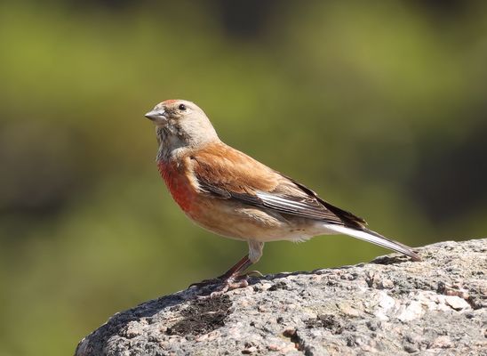 ------ Hans guck in die Luft ----- 