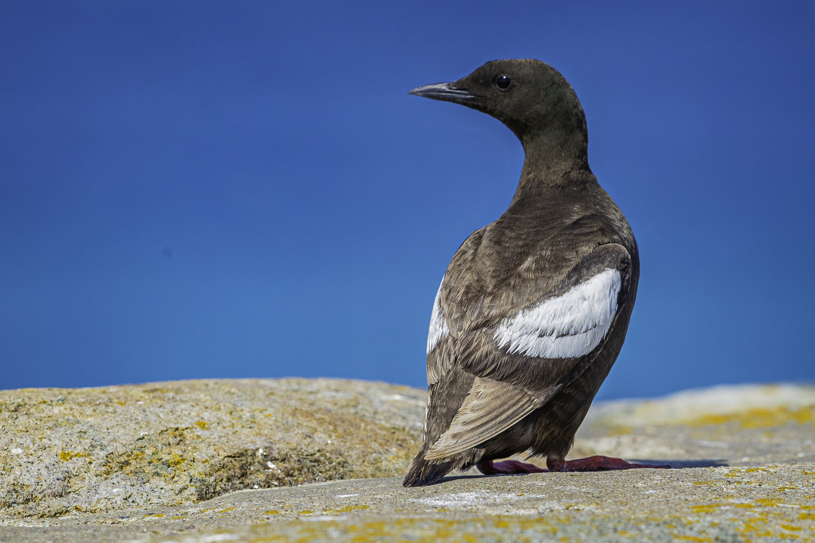 Hans guck in die Luft.... Foto & Bild | tiere, wildlife, wasser Bilder ...
