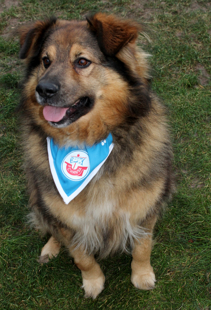 Hansa Rostock Fan Tommi