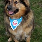 Hansa Rostock Fan Tommi