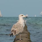 Hanse Sail 2006 in der Vogelperspektive 1