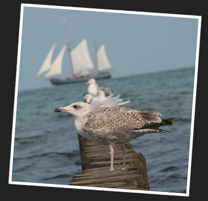 Hanse Sail 2006 in der Vogelperspektive 2