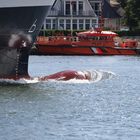 Hanse Sail - Schiffe auf der Warnow