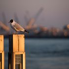 Hanseatischer Vogel im Feierabendlicht