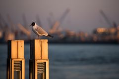 Hanseatischer Vogel im Feierabendlicht