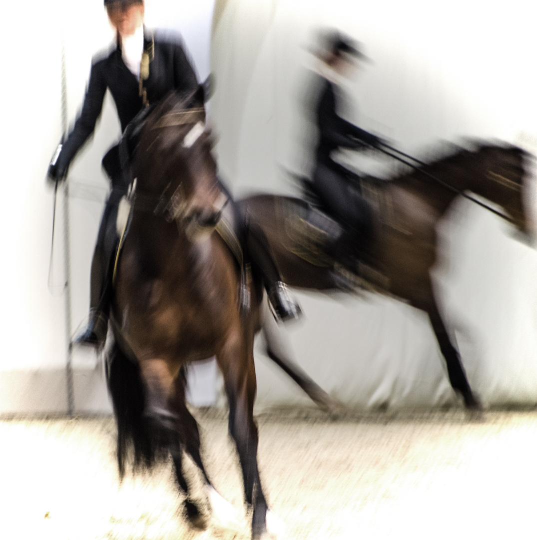 Hansepferd 2016 Foto & Bild reportage dokumentation, events, hamburg