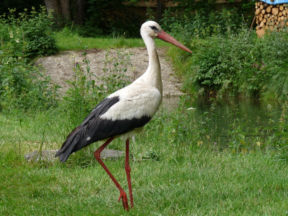 Hansi aus Fischfang