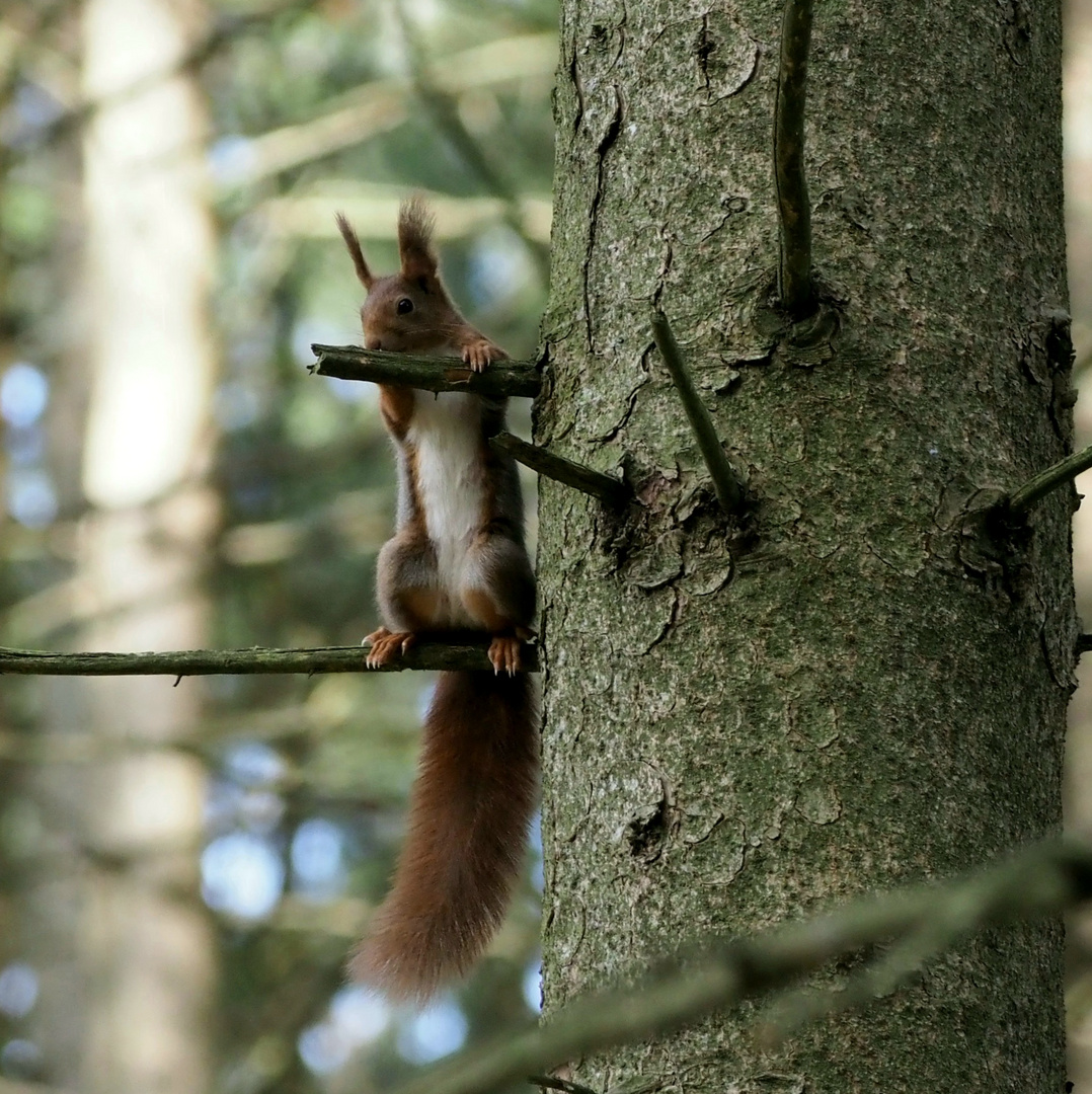 Hansi unser Eichhörnchen im Wald