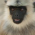 Hanuman-Langur