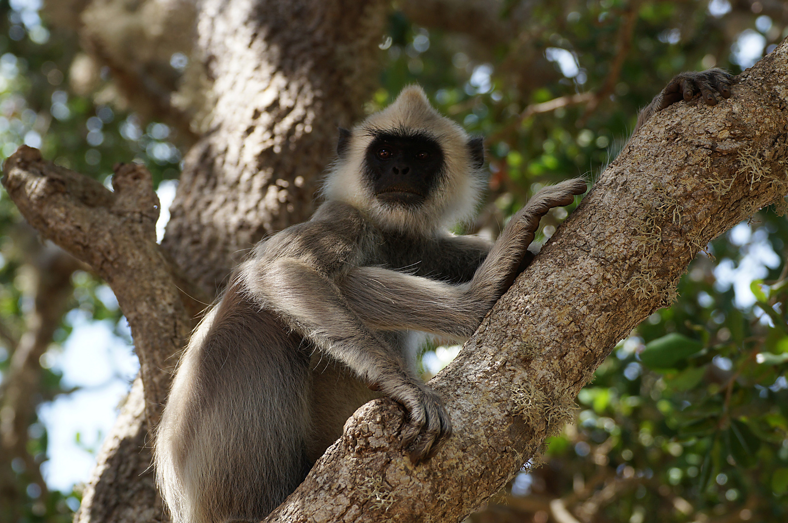 Hanuman-Langur