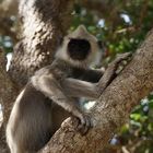 Hanuman-Langur