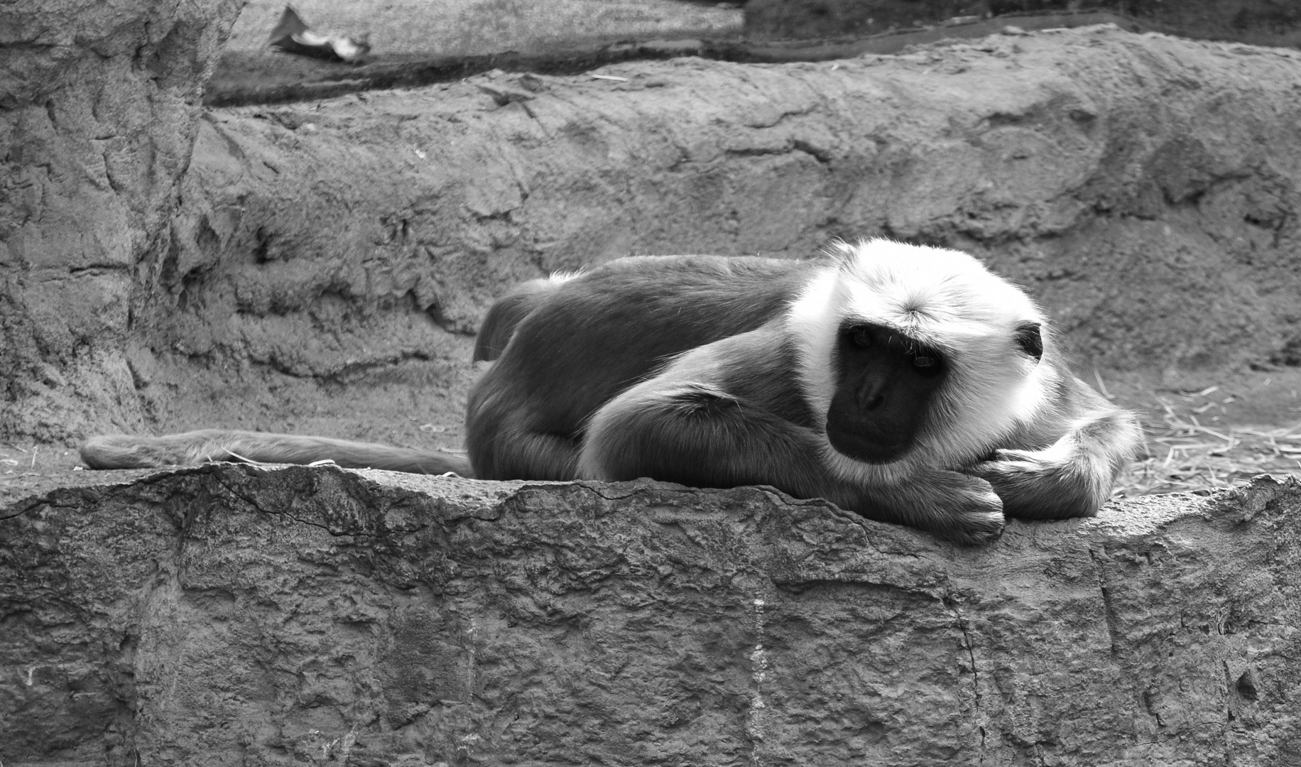 Hanuman-Langur