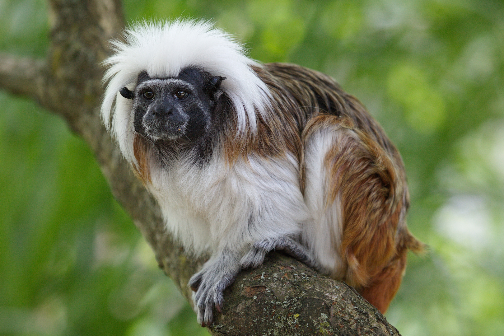 " Hanuman-Langur "