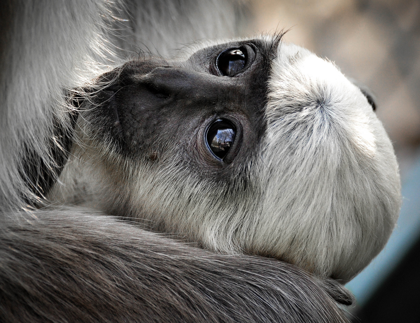 hanuman langur