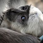 hanuman langur