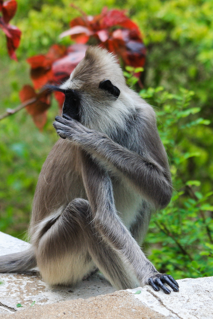 Hanuman-Langur