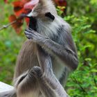 Hanuman-Langur