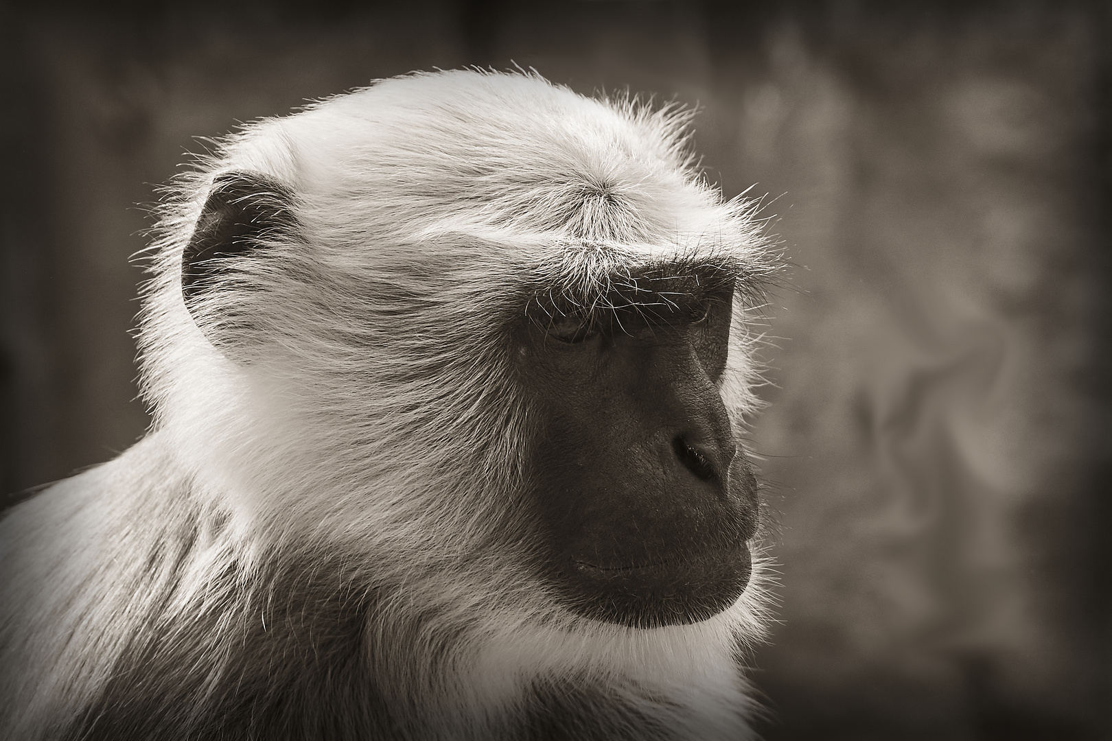 Hanuman-Langur