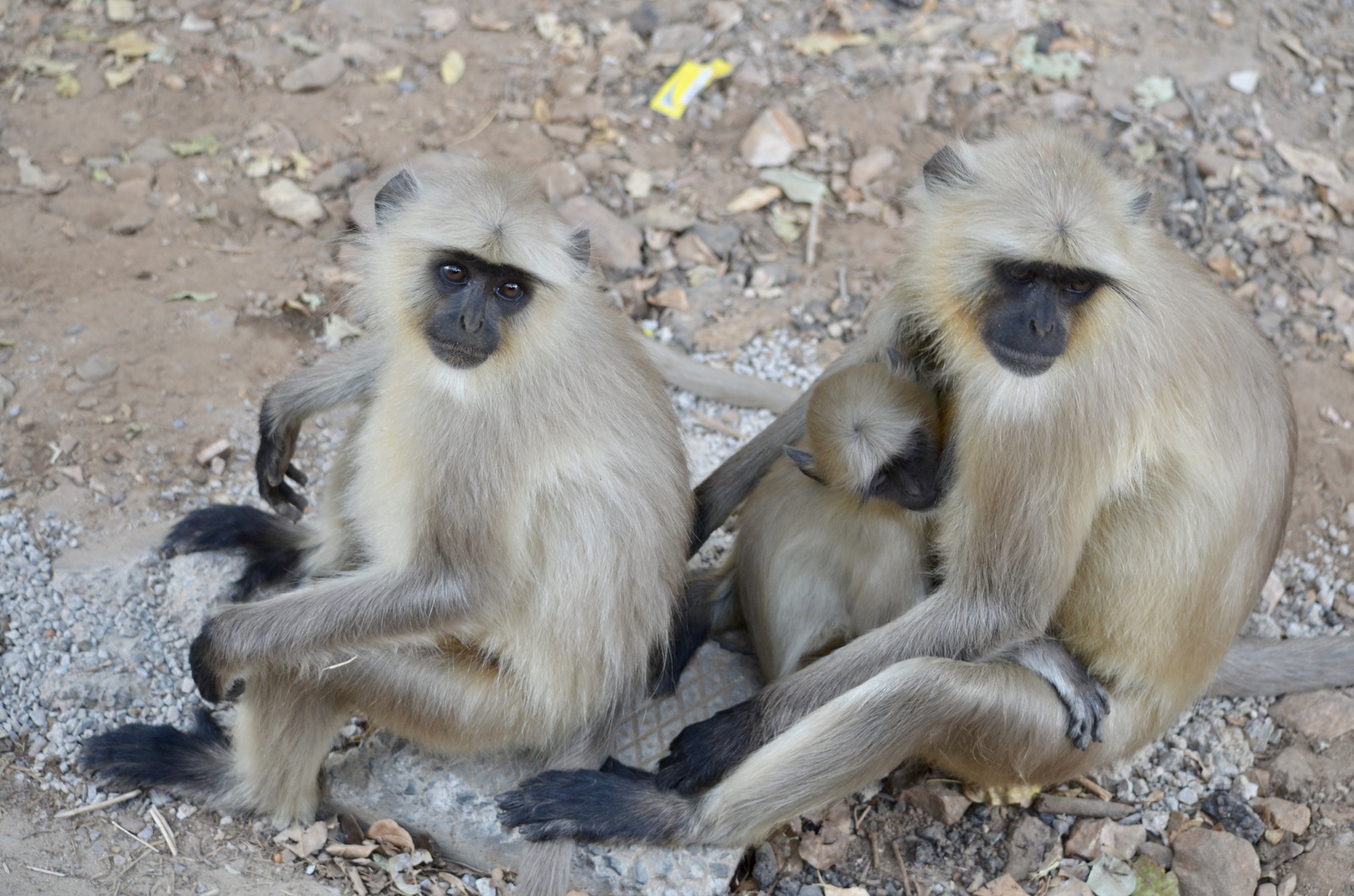 Hanuman Langur Monkeys 