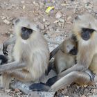 Hanuman Langur Monkeys 