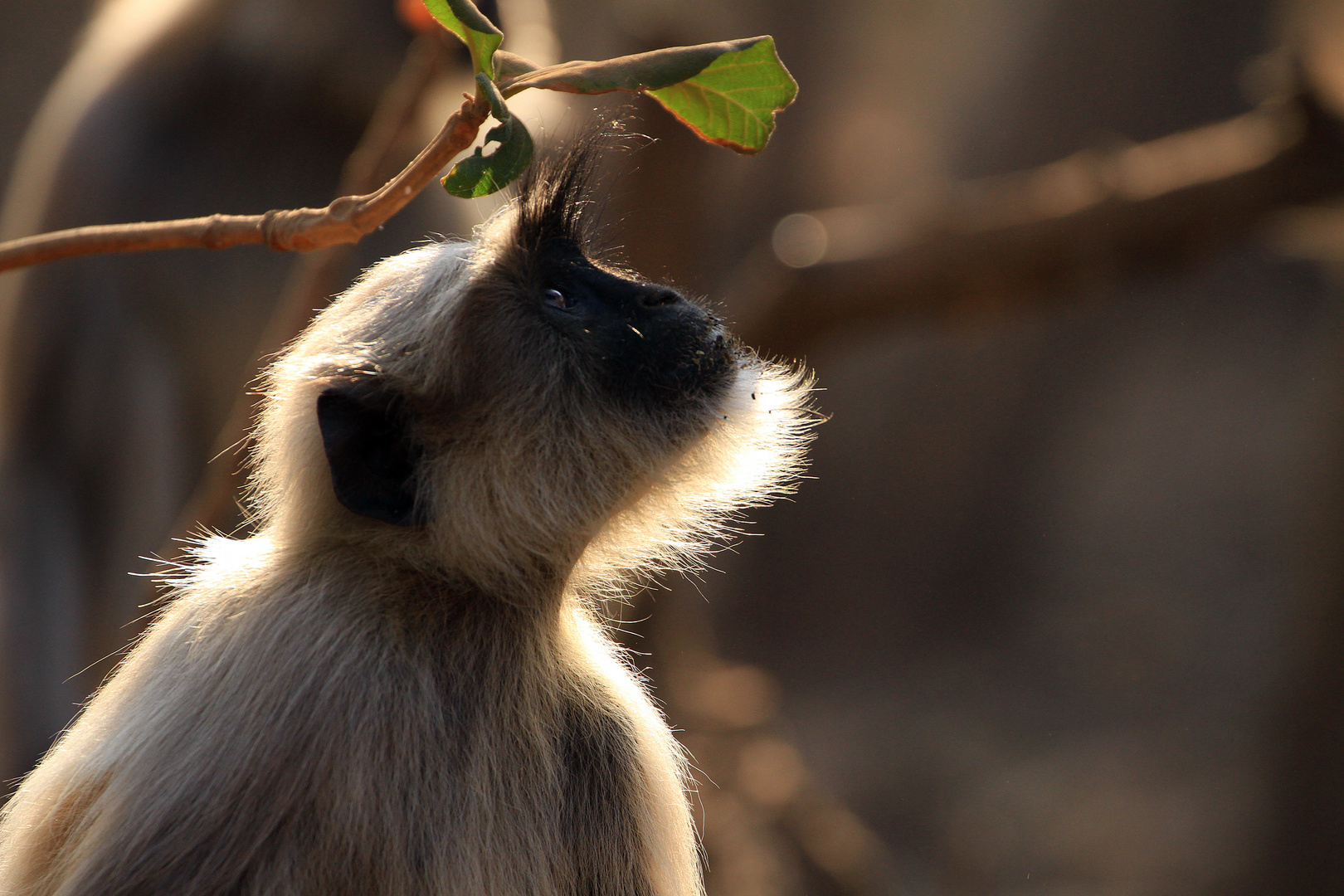 Hanuman Langur, Sasan Gir, Indien