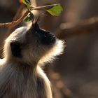 Hanuman Langur, Sasan Gir, Indien