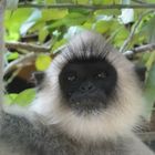 Hanuman-Langure im Yala Nationalpark, Sri Lanka