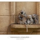 Hanuman Languren