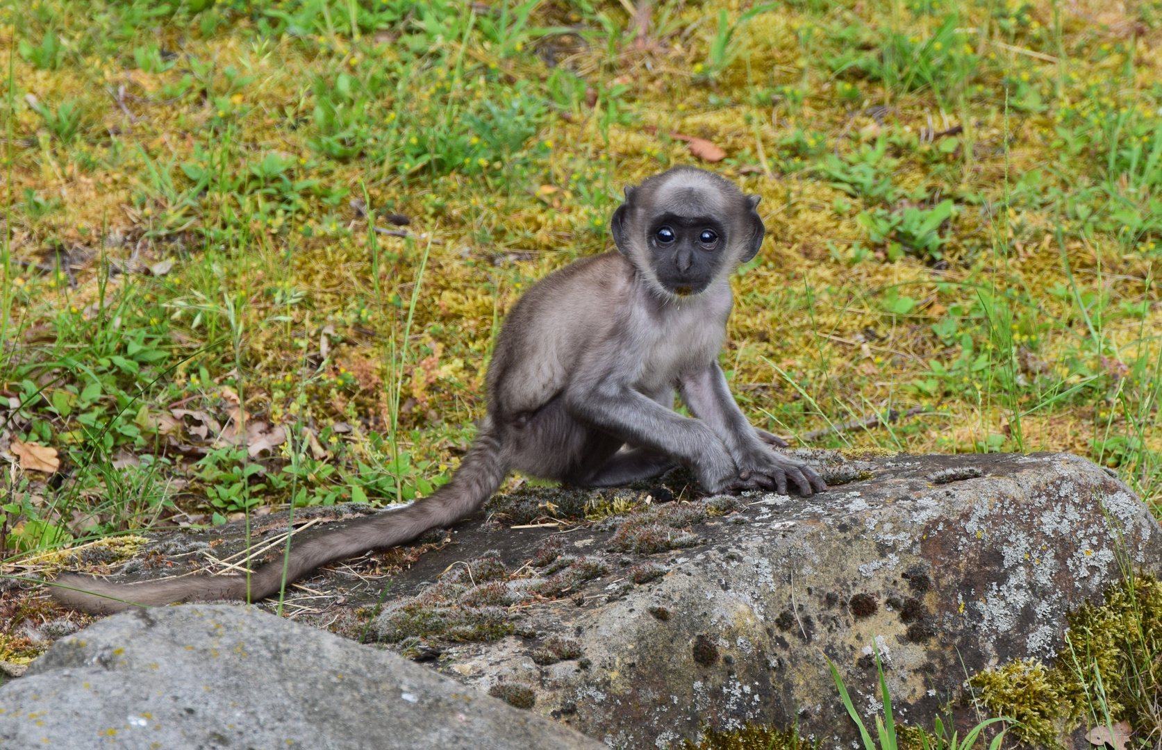 Hanuman Langurenbaby