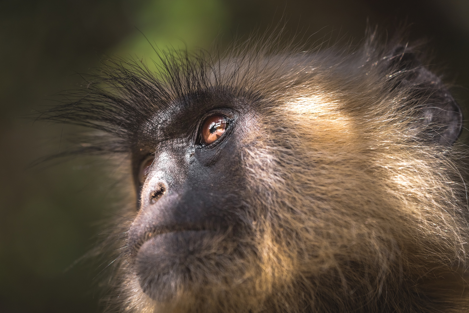 Hanuman langurs