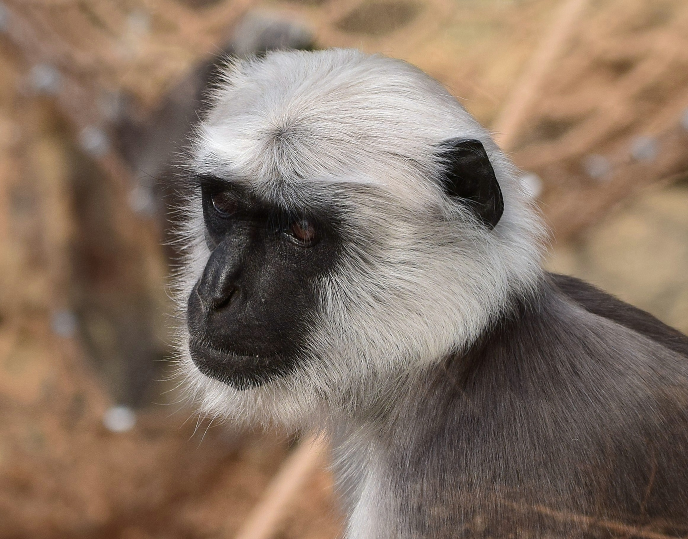 Hanuman-Lemur