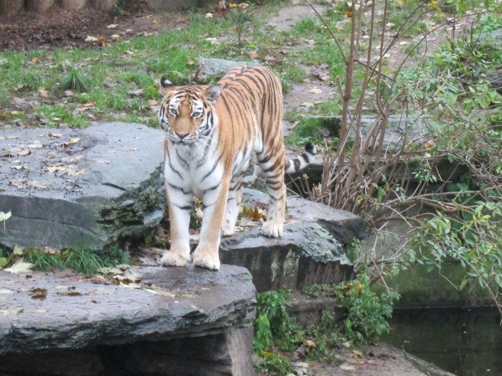 Hanya Kölner Zoo