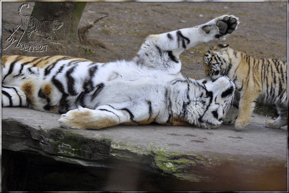 Hanya mit einem der Tigerjungen - April 2012