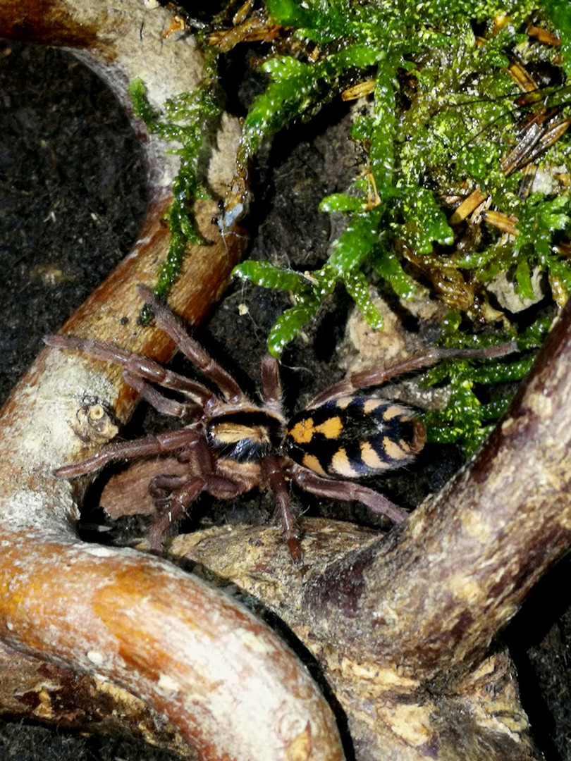 Hapalopus Sp. Kolumbien