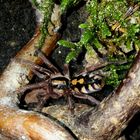 Hapalopus Sp. Kolumbien