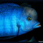 Haplochromis (Cyrtocara)  Moori (Süßwasserdelfin)