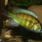 Haplochromis erythromaculatus