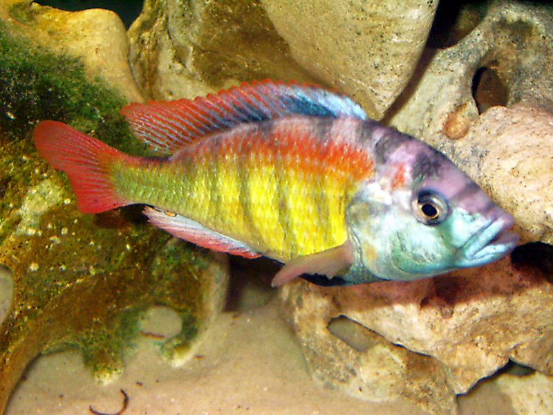 Haplochromis sp. Thick Skin CH44