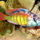 Haplochromis sp. Thick Skin CH44