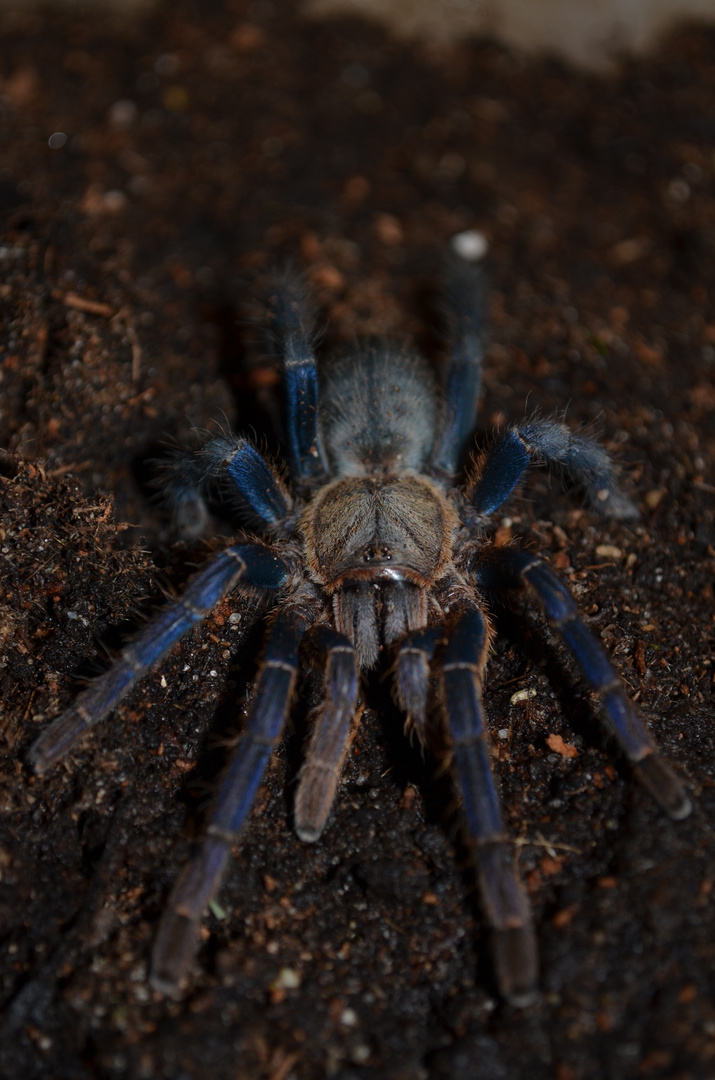 Haplopelma lividum