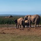 Hapoor Waterhole, Addo National Park