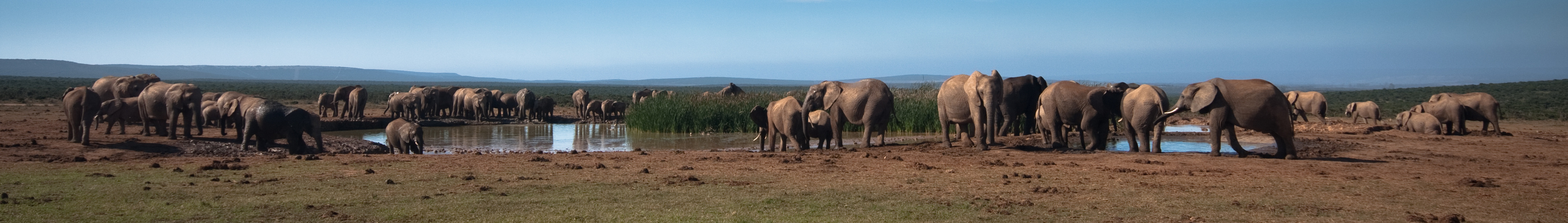 Hapoor Waterhole, Addo National Park