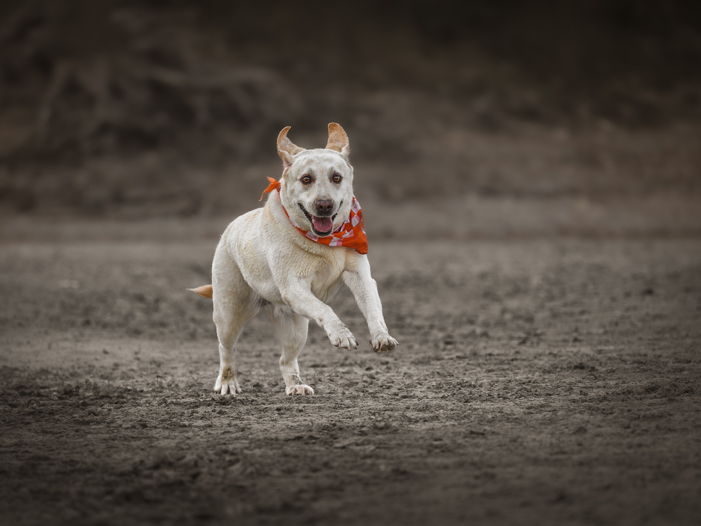 Happiness is a dog running on a beach