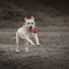 Happiness is a dog running on a beach