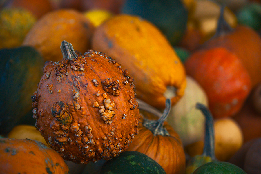 Happy Autumn!