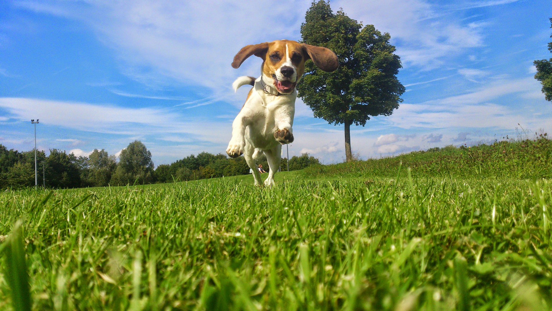 Happy Beagle