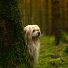 Happy beim Waldspaziergang