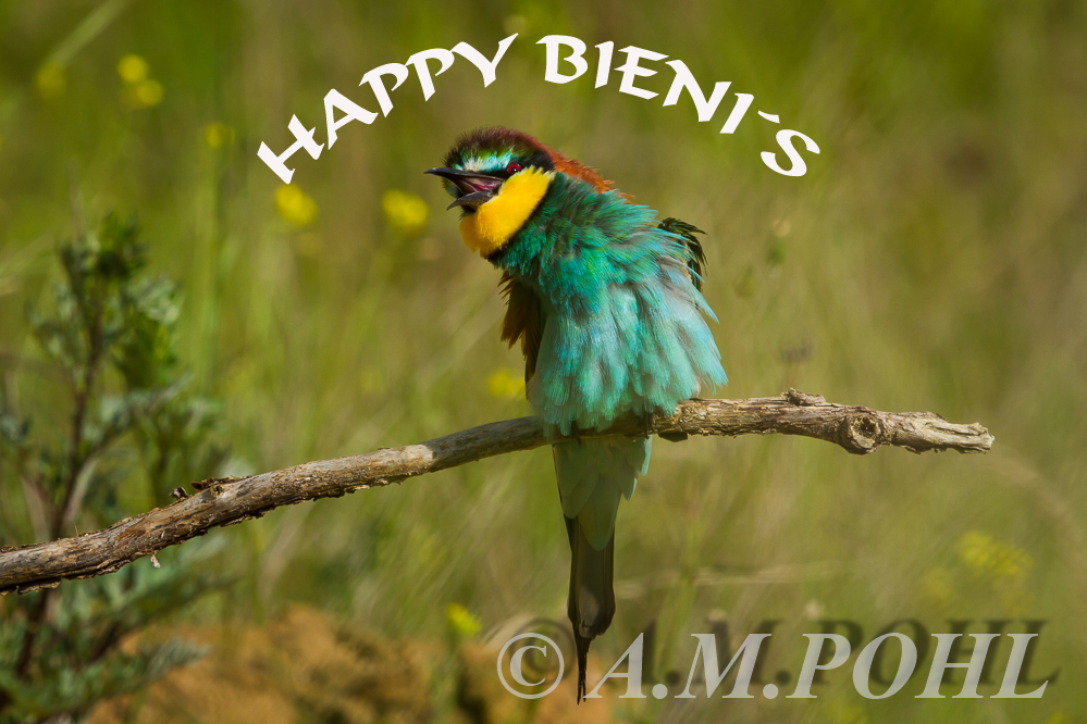 Happy Bieni`s